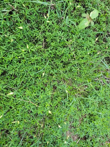 Fimbristylis ovata iNat (3)