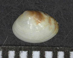 Veneroidea
