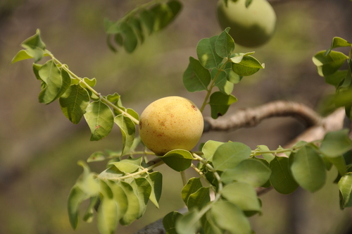 marula