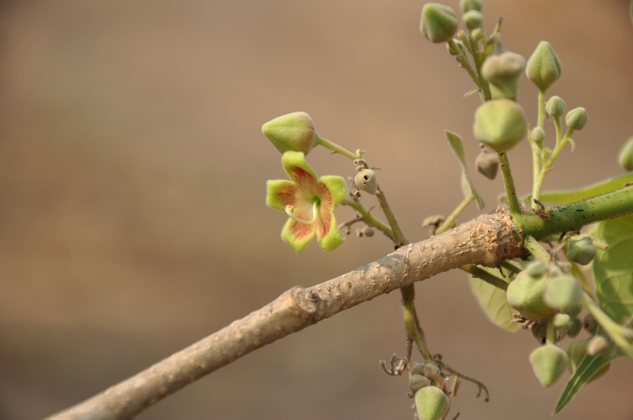 Sterculia setigera