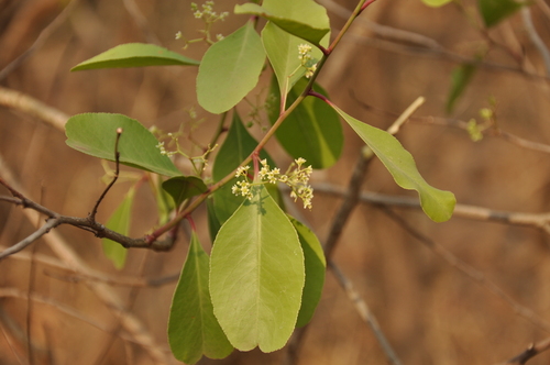 confetti spikethorn