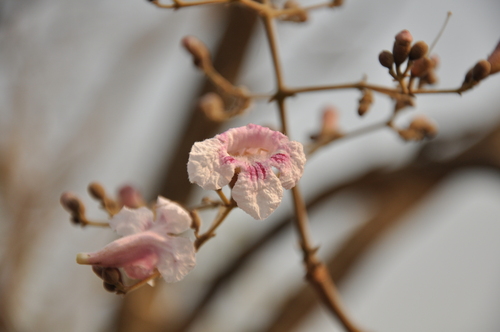 pink-jacaranda