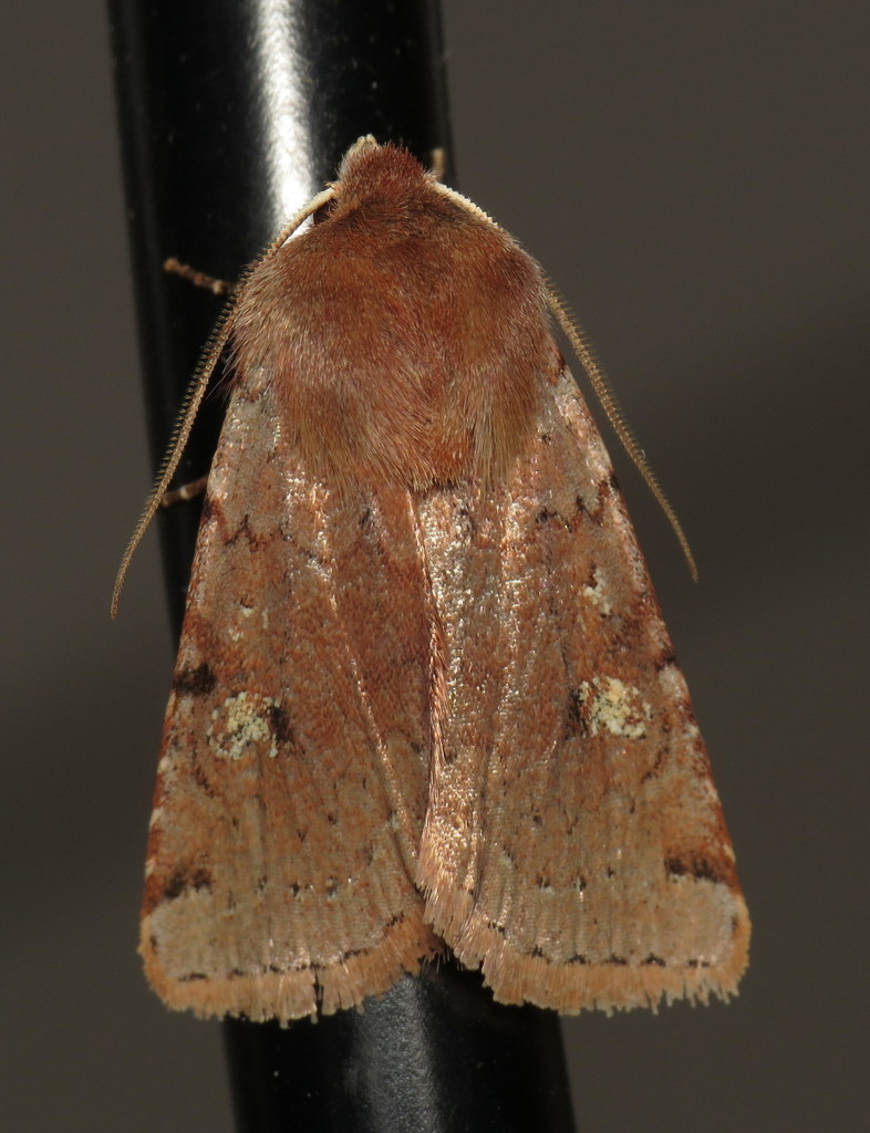 Fish's Dart