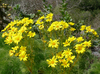 Giant Coreopsis - Photo (c) James Gaither, some rights reserved (CC BY-NC-ND)
