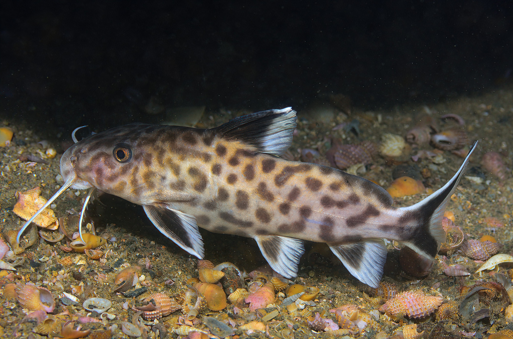 Synodontis irsacae — Mochokidae