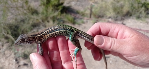 Four-toed Tegu, Teius teyou