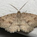 Signate Melanolophia Moth - Photo (c) Nick Block, some rights reserved (CC BY), uploaded by Nick Block