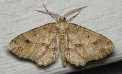 Melanolophia signataria