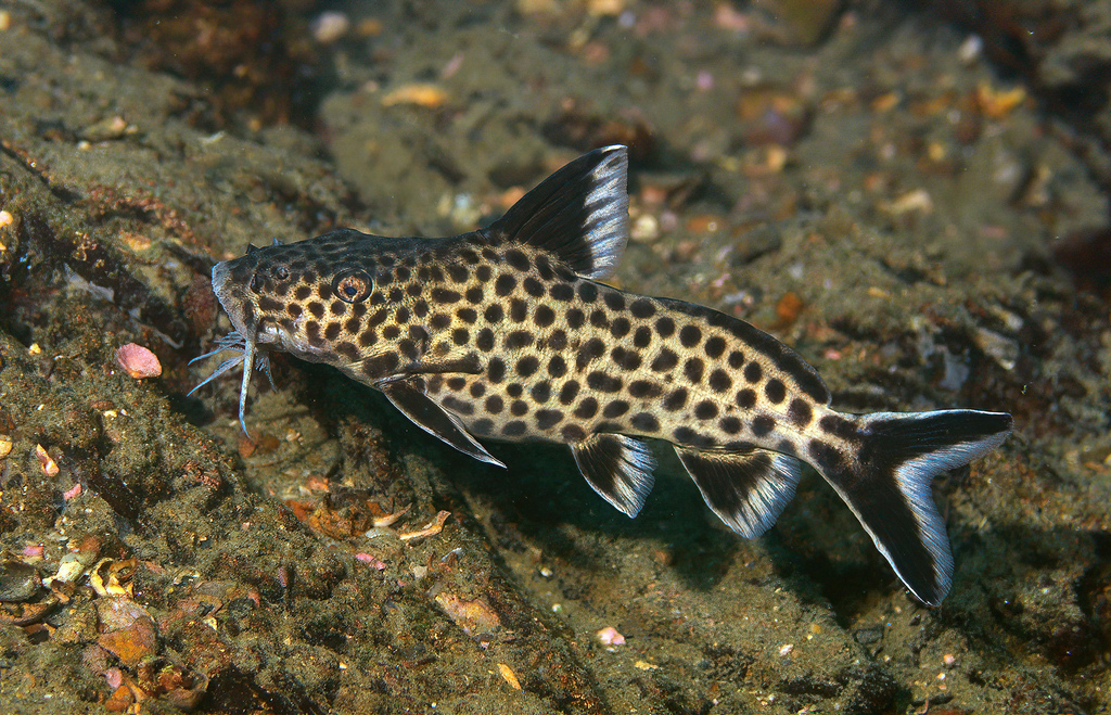 Poll's squeaker (Synodontis polli) — Mochokidae