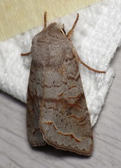 Orthosia revicta