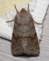 Orthosia revicta