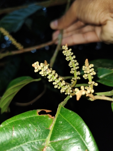 Minquartia guianensis - Mature specimen in rainforest