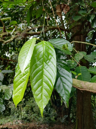 Minquartia guianensis - Leaf arrangement