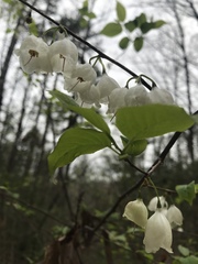 Halesia