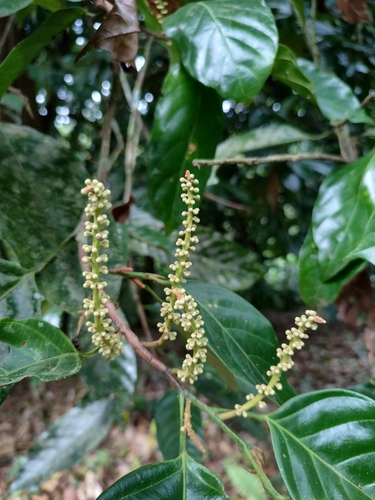 Minquartia guianensis - Simple alternate leaves