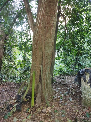 Minquartia guianensis - Whole tree showing buttress roots