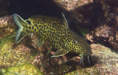 Blackspotted synodontis (Synodontis melanostictus) — Mochokidae