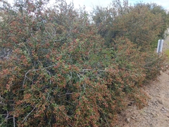 Ceanothus megacarpus