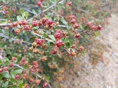 Ceanothus megacarpus