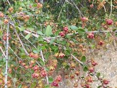 Ceanothus megacarpus