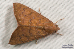 Anomis illita