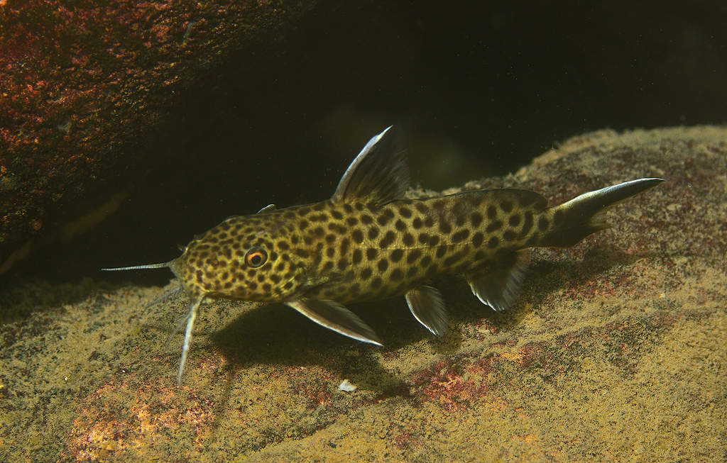 Cuckoo Catfish