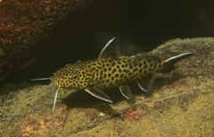 Cuckoo Catfish photo 1