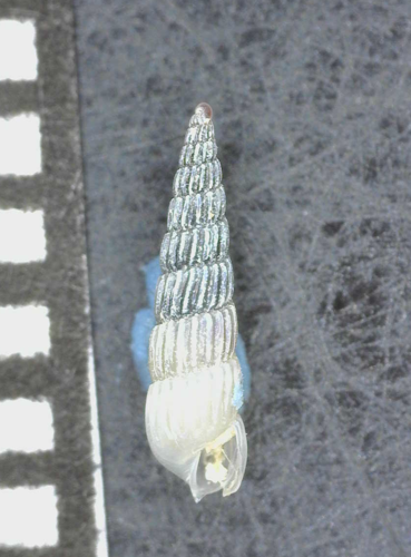 Turbonilla raymondi