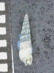 Turbonilla raymondi