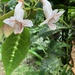 Drymonia variegata - Photo (c) Grey Hayes, some rights reserved (CC BY-NC), uploaded by Grey Hayes