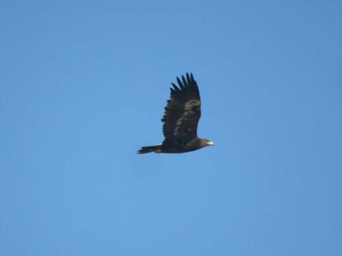 Aigle des steppes, jeune