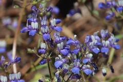 Collinsia torreyi