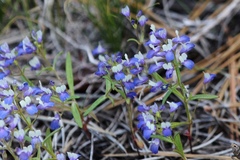 Collinsia torreyi