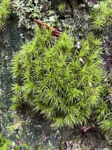 Dicranum fuscescens