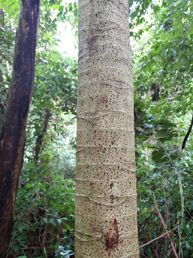 Trumpetwood from Mameyes II, Río Grande 00745, Puerto Rico on December ...