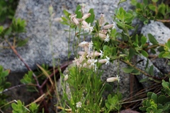 Silene sargentii