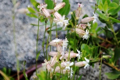 Silene sargentii