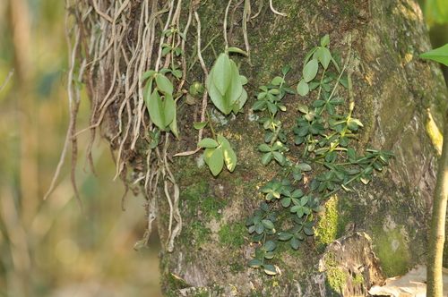 acorn peperomia
