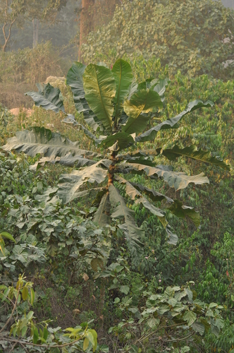 Anthocleista schweinfurthii