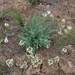 Astragalus reduncus - Photo (c) Ермолаева Ольга, algunos derechos reservados (CC BY-NC), subido por Ермолаева Ольга
