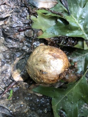 Amphibolips confluenta
