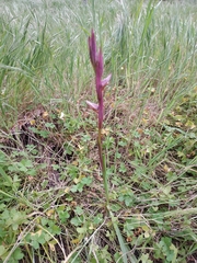 Bilamellaria