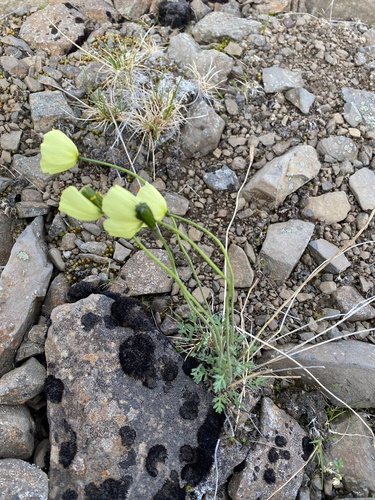 Lapland Poppy (Papaver lapponicum)
