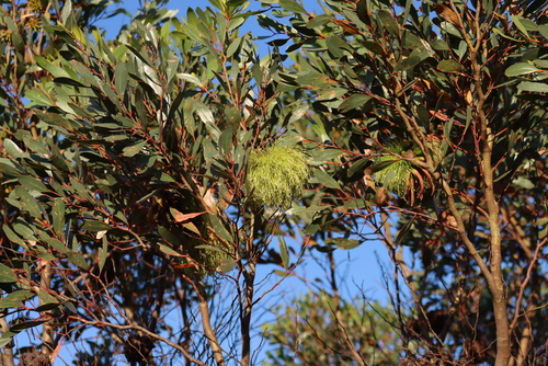 Eucalyptus conferruminata