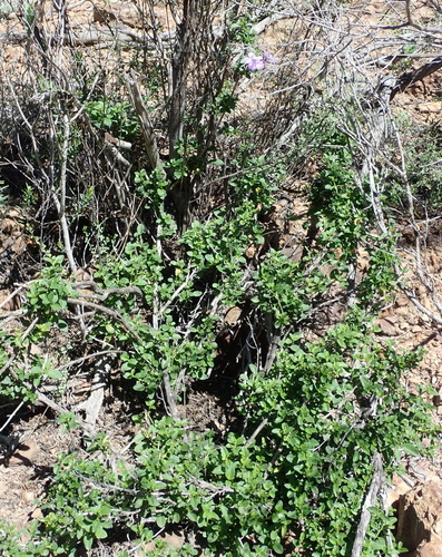 Barleria obtusa
