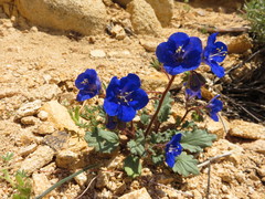Phacelia nashiana