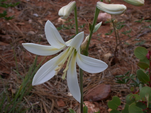 Lilium washingtonianum ssp. washingtonianum