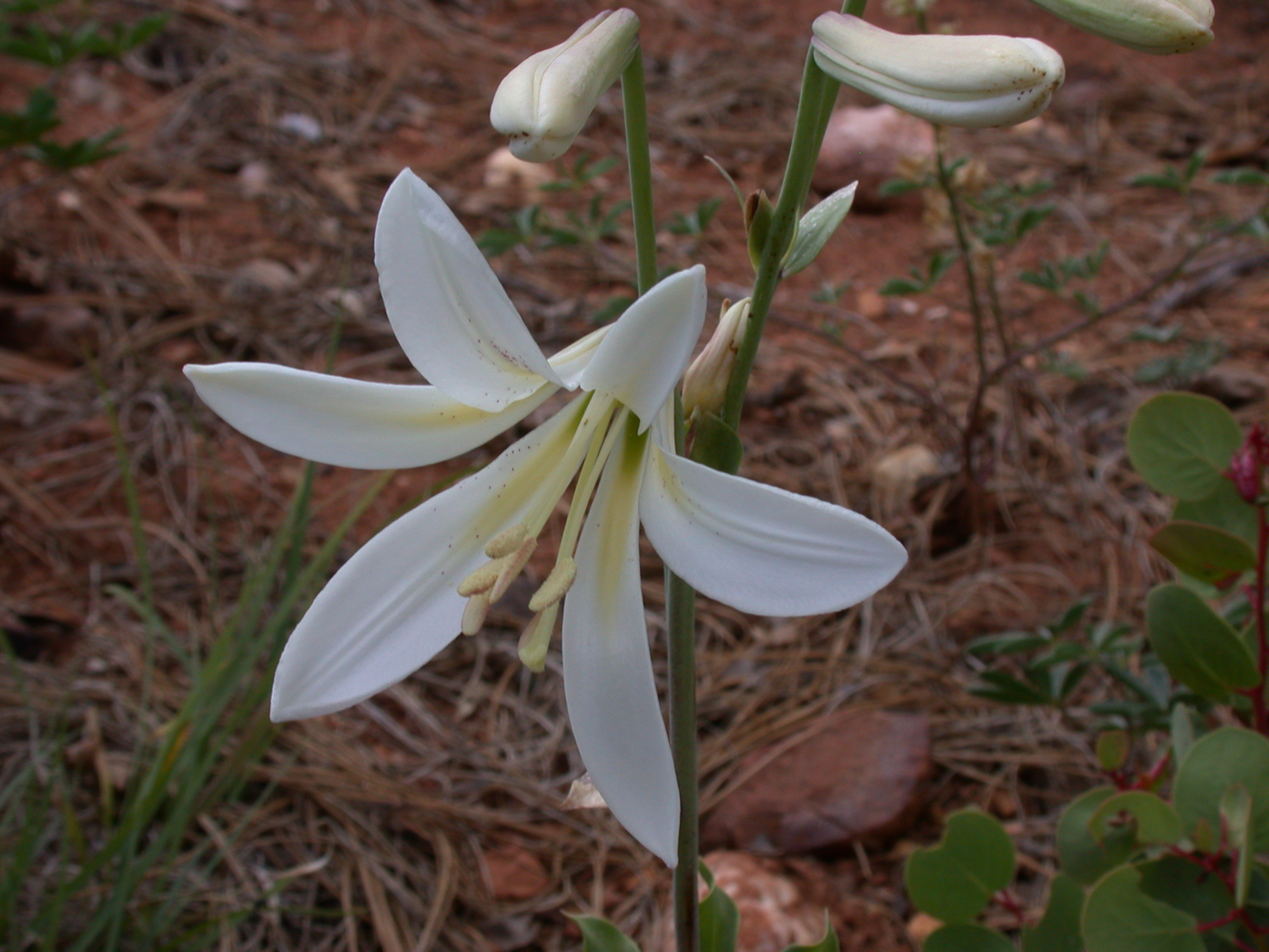 Lilium washingtonianum ssp. washingtonianum