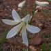 Typical Washington Lily - Photo (c) Dan and Raymond, some rights reserved (CC BY-NC-SA)