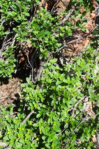Barleria obtusa